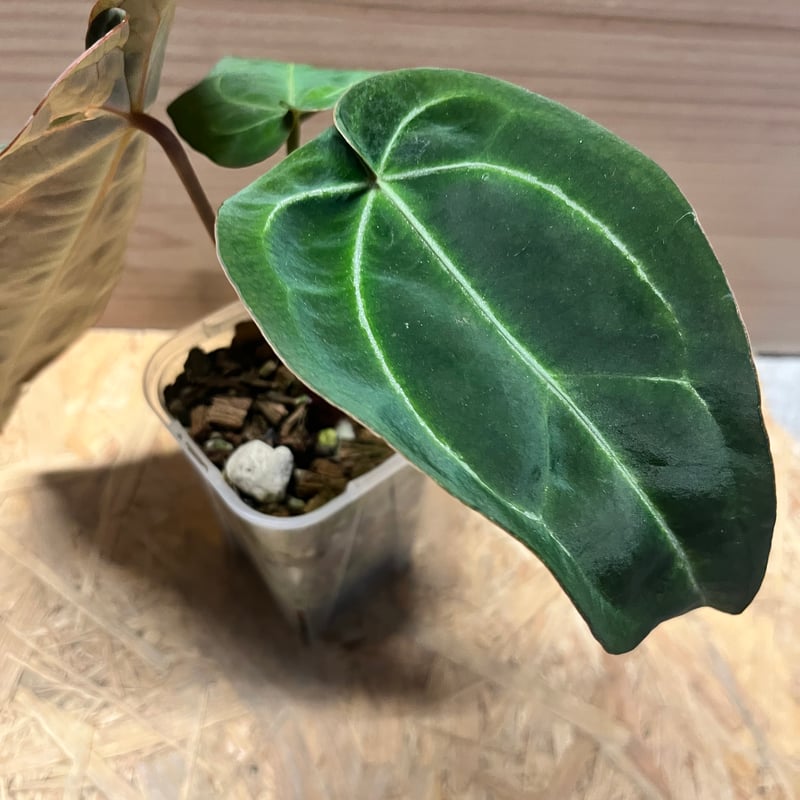 アンスリウム パンプキンスパイス×レッドクリスタル | GREEN LUCK