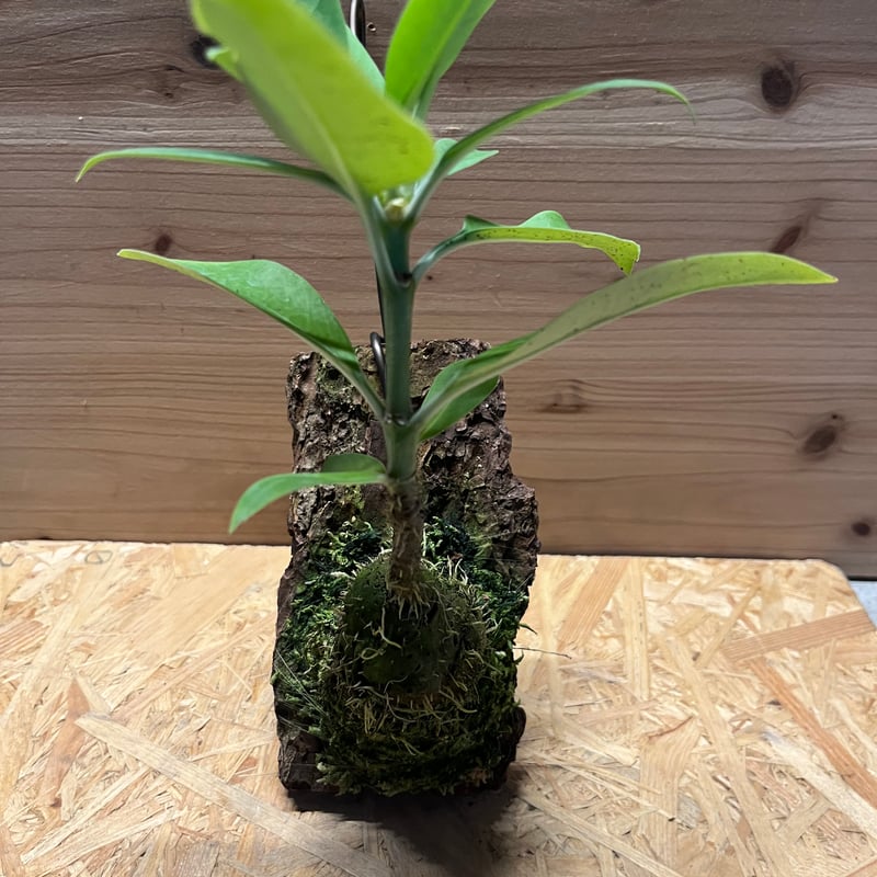 【極希少】アリ植物 アントルリザ・ブラクテオサ ノーマンビー島産 コルク仕立て fit=scale-down,w=1200