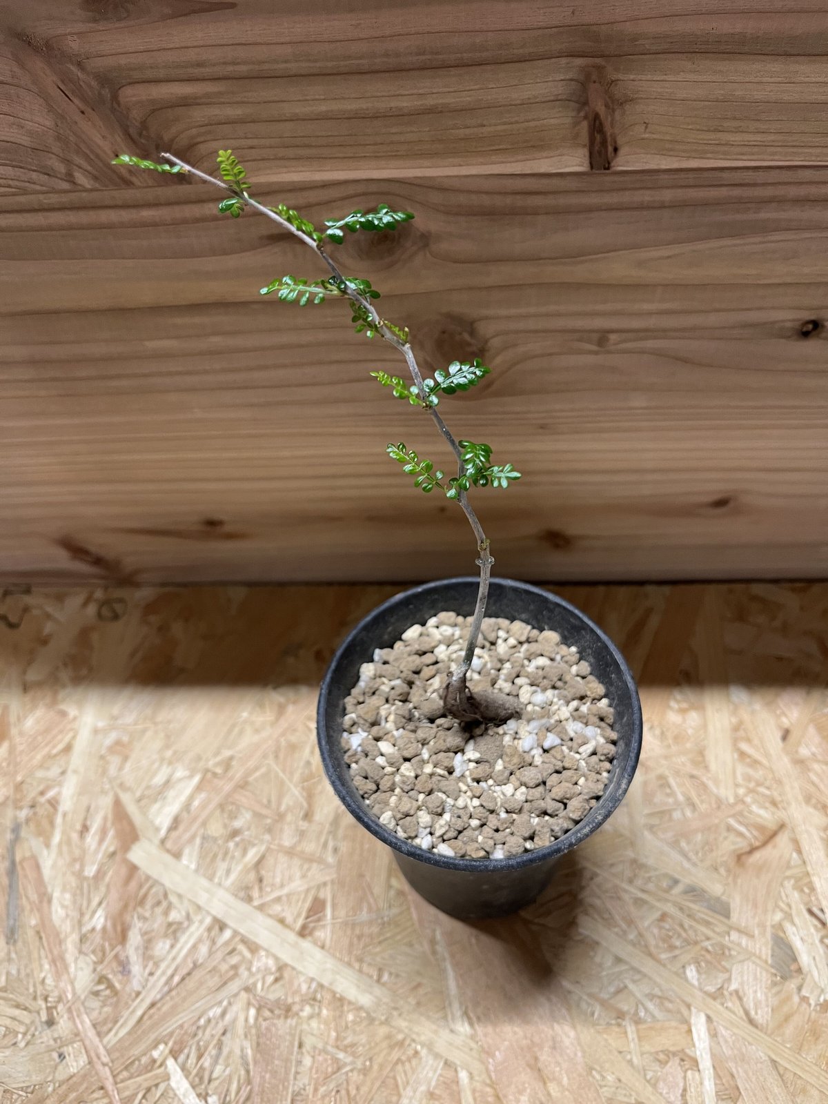 オペルクリカリア パキプス 実生 | GREEN LUCK