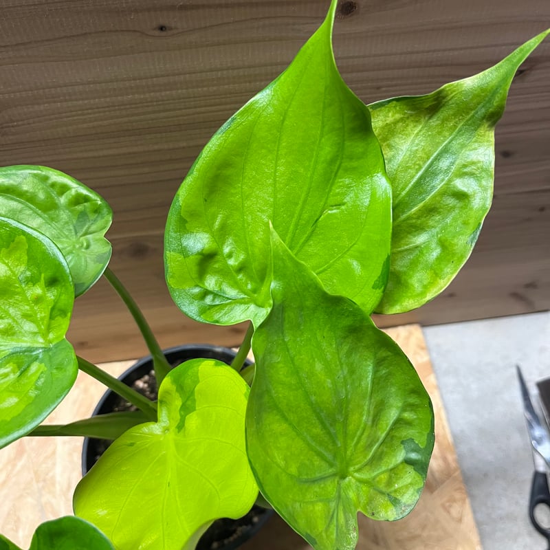 【レア】【希少】・【シャイニング グリーンマイカ】【雲母】 斑入りシマクワズイモ オーレア | GREEN LUCK