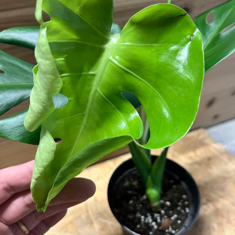 モンステラデリシオーサ　選抜 緊急追加 / シロウト園芸選抜株】モンステラ・デリシオーサ