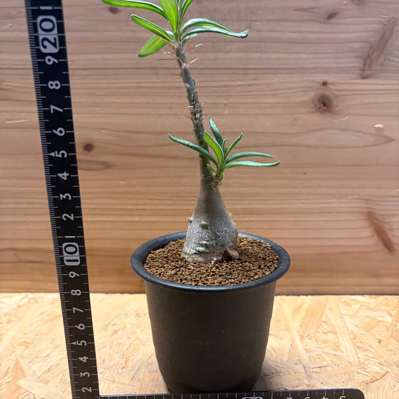 パキポディウム サキュレンタム グリクエンセ　大株美株　高さ53cm 抜き苗 パキポディウム・サキュレンタム (実生株) | BRIDGE GARDEN