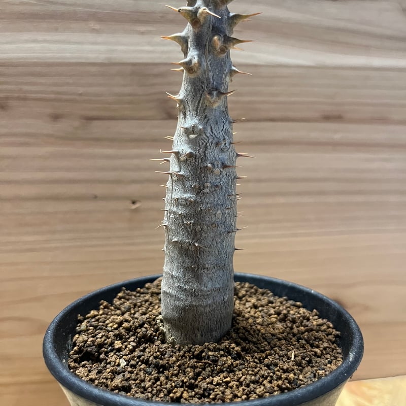 パキポディウム ドラケイ 美形 レア品種 パキポディウム ドラケイ Pachypodium drakei - Special Plants
