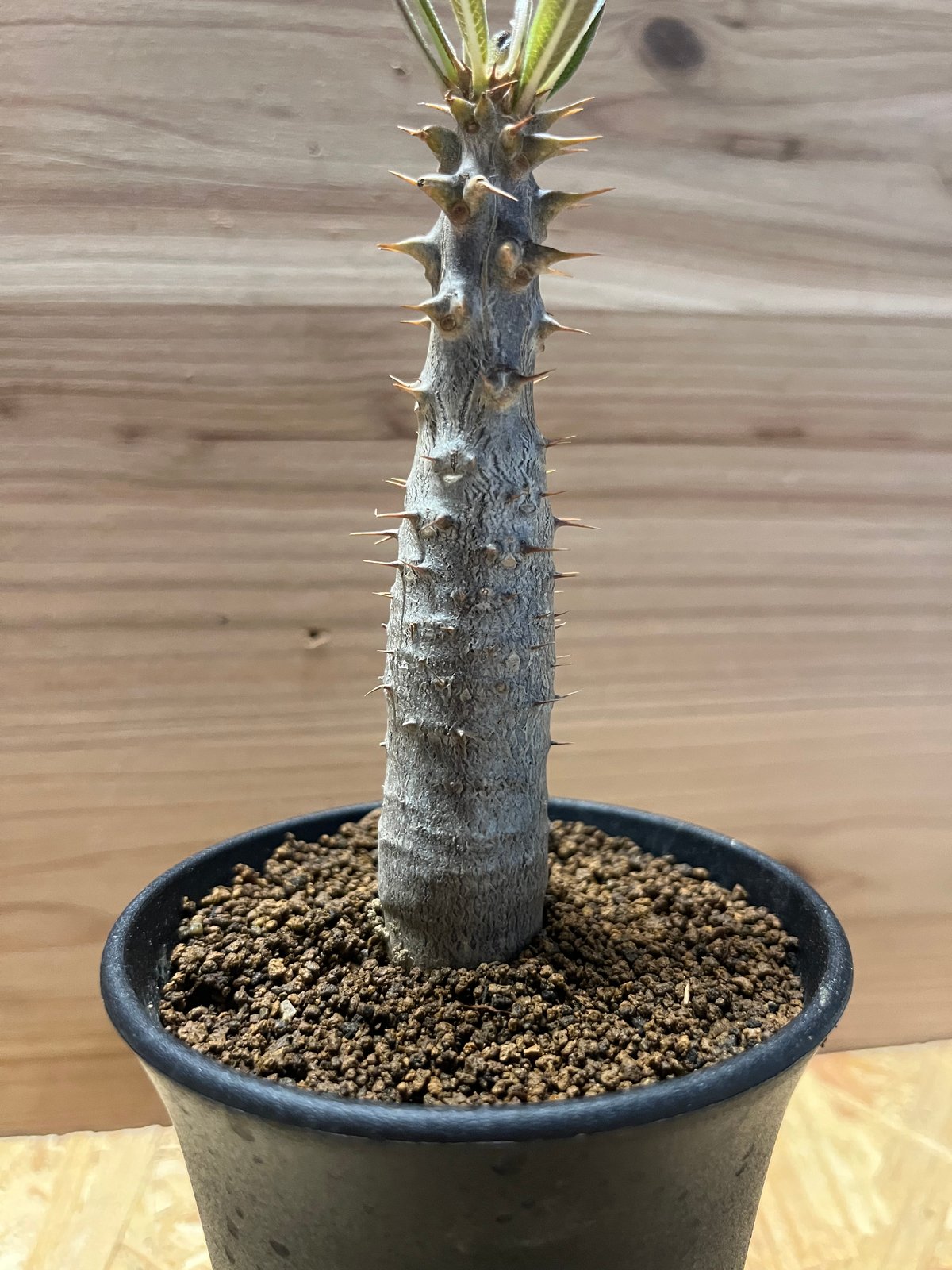 fit=scale-down,w=1200