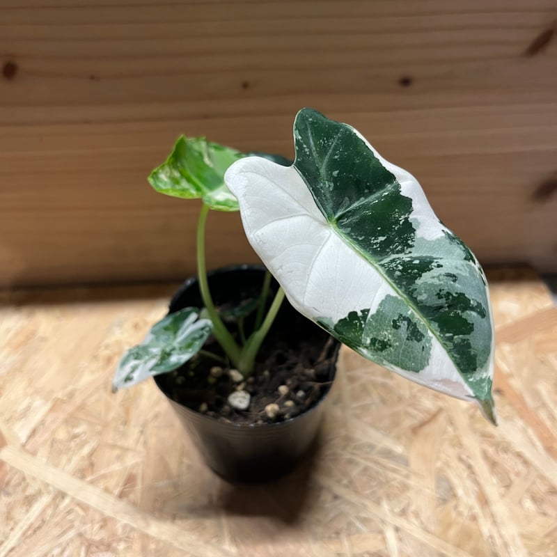 アロカシア グリーンベルベット 斑入り | GREEN LUCK