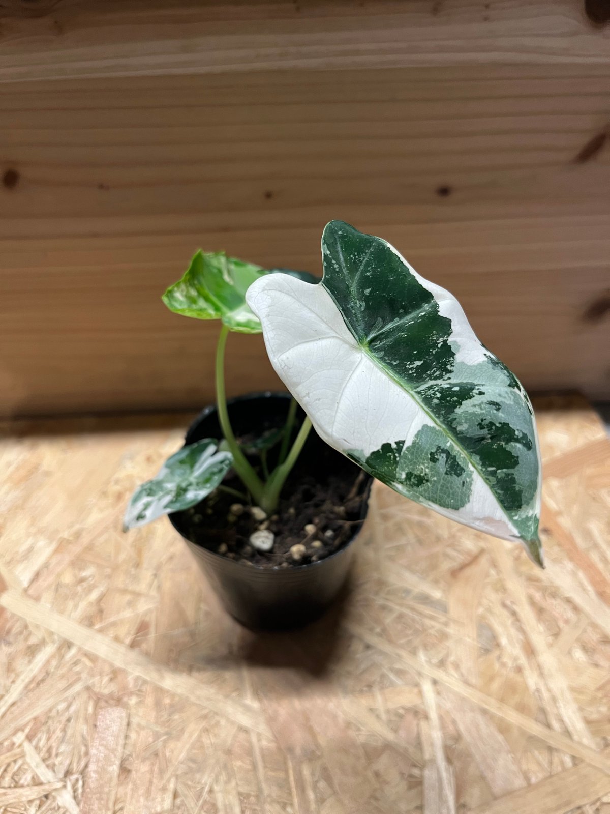 アロカシア　グリーンベルベット　斑入り　特選 アロカシア グリーンベルベット 斑入り | GREEN LUCK