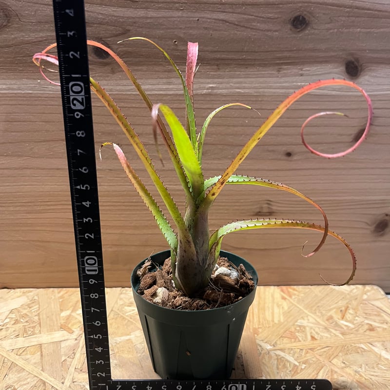 ネオレゲリア sp. | GREEN LUCK