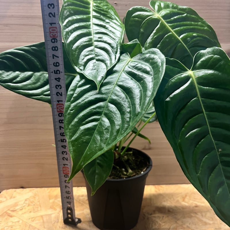 アンスリウム ベイチー | GREEN LUCK