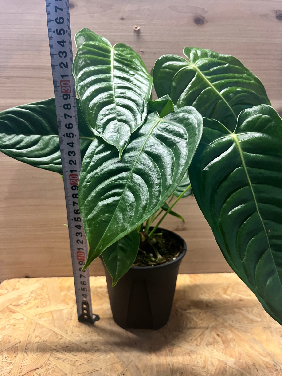 アンスリウム ベイチー | GREEN LUCK