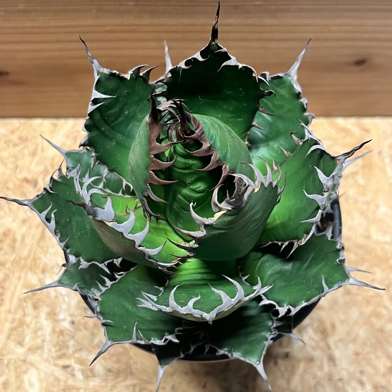 アガベ ホリダ | GREEN LUCK