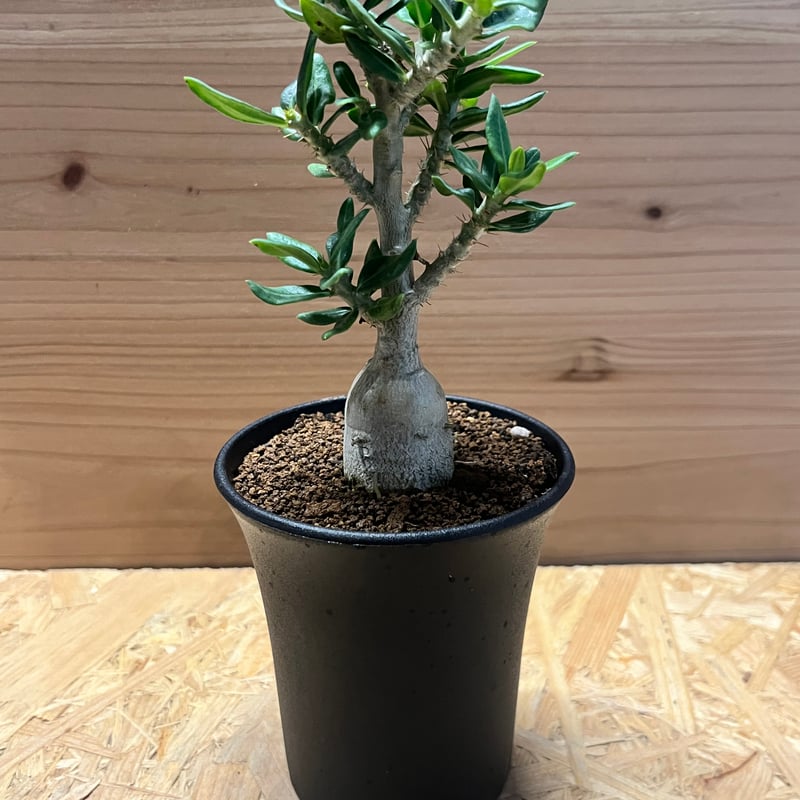 パキポディウム・ビスピノーサム パキポディウム ビスピノーサム | GREEN LUCK