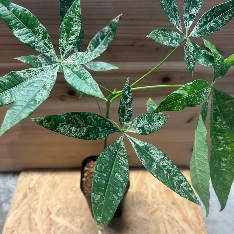 パキラ 斑入り 実生 | GREEN LUCK