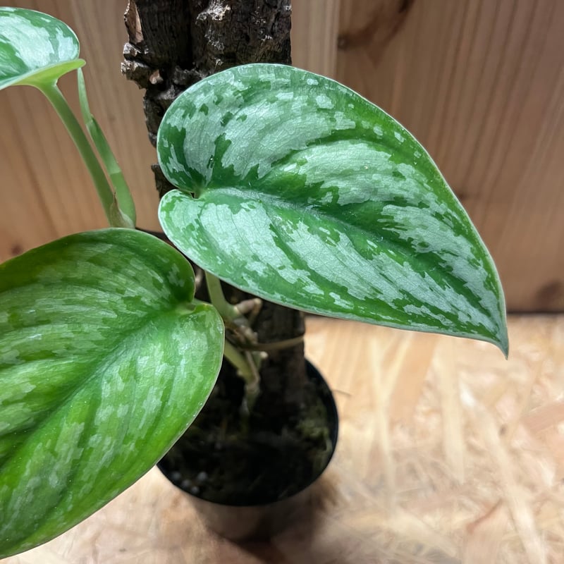 スキンダプサス グリーン エクゾティカ シルバー | GREEN LUCK