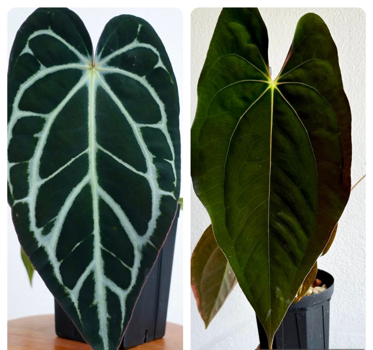 アンスリウム　(パピリラミナム × サブシグナツム) x ポーティラエ アンスリウム (パピリラミナム × サブシグナツム) x ポーティラエ