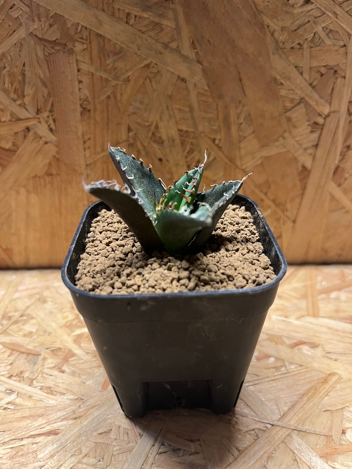 アガベ　イタリアメリクロン チタノタ（オテロイ）「イタリアメリクロン株」の成長記録＆育て