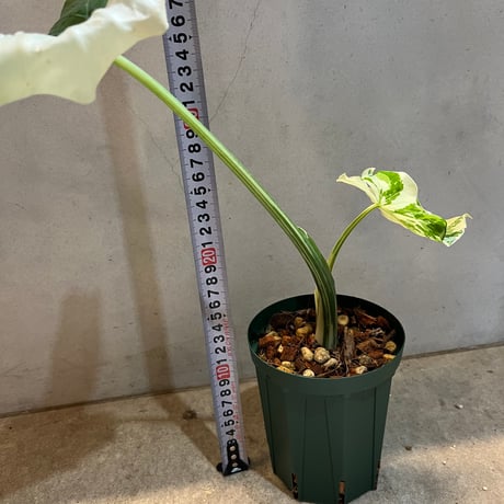 斑入りクワズイモ　オキナワシルバー