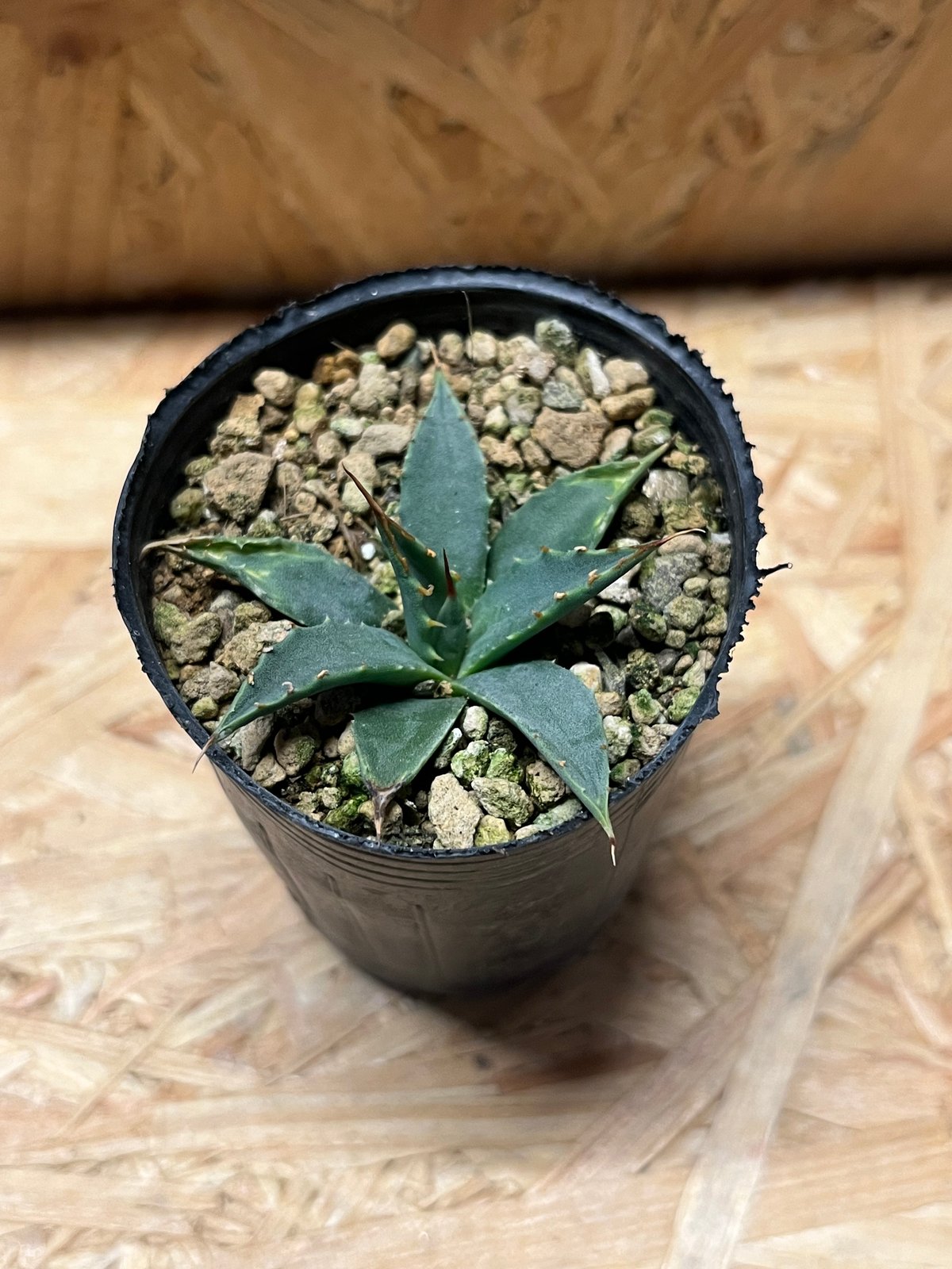 アガベ ユタエンシス エボリスピナ 実生 | GREEN LUCK