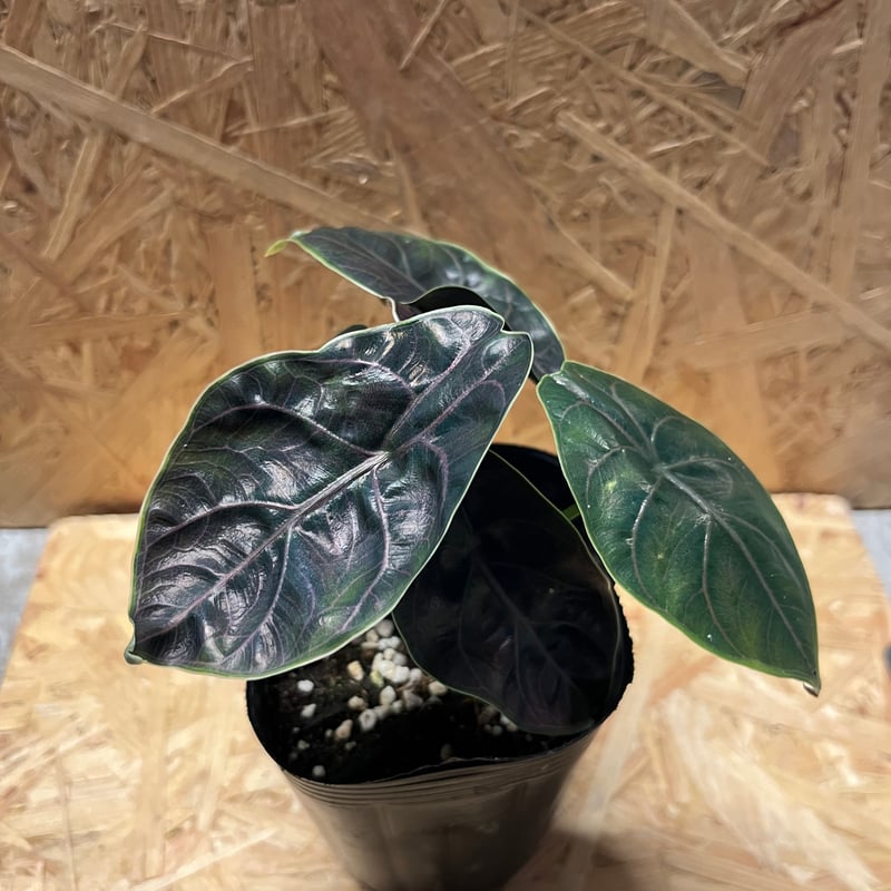 アロカシア アズラニー / 安心の発根活着済み アロカシア アズラニー | GREEN LUCK