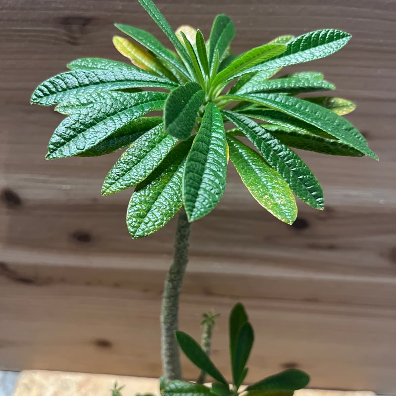 ドルステニア　ギガス HACHI-8公式】ドルステニア・ギガス「Dorstenia gigas」/DL0195