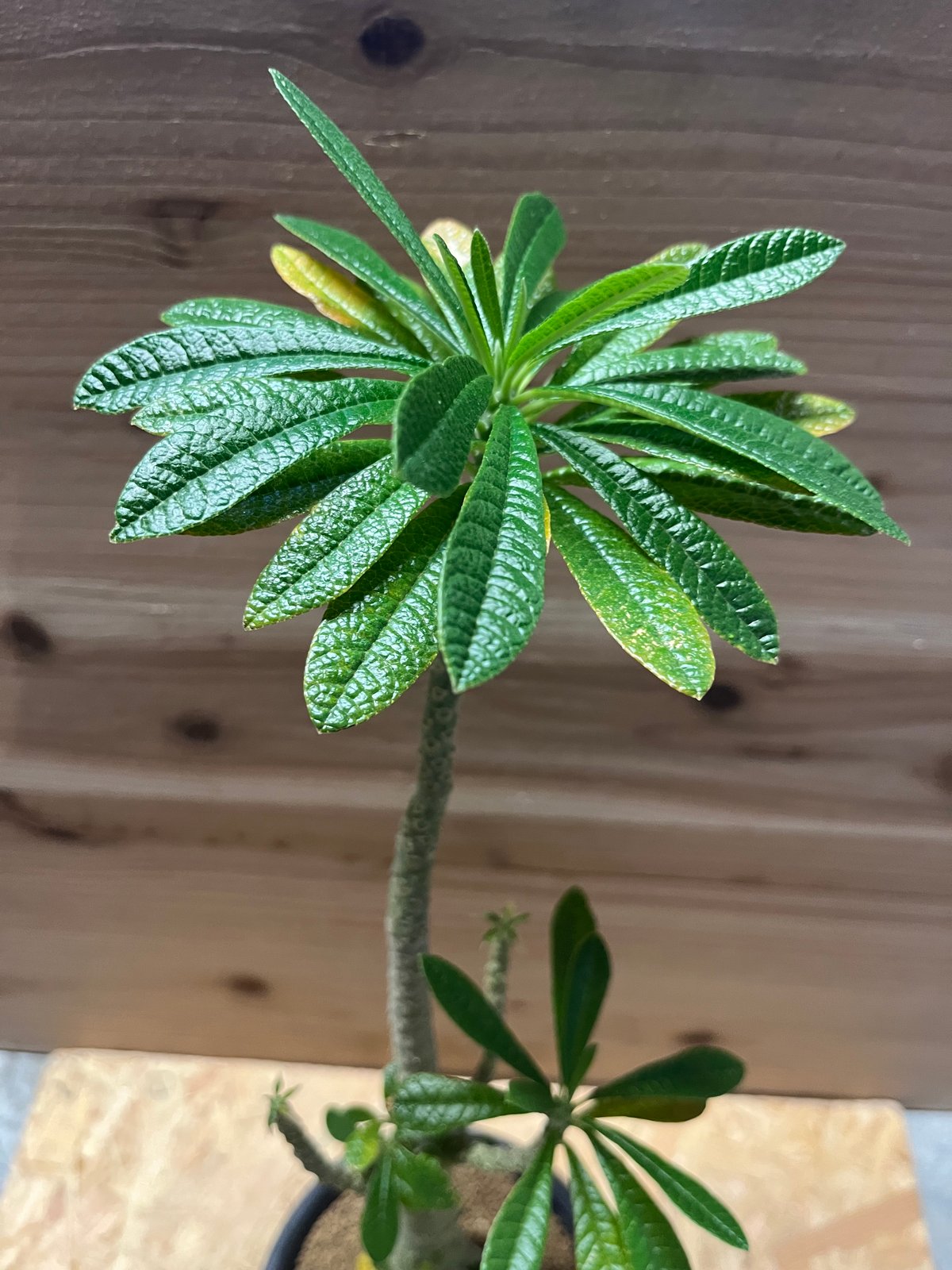 ドルステニア ギガス ドルステニア ギガス | Dorstenia gigas | SAVVY PLANTS