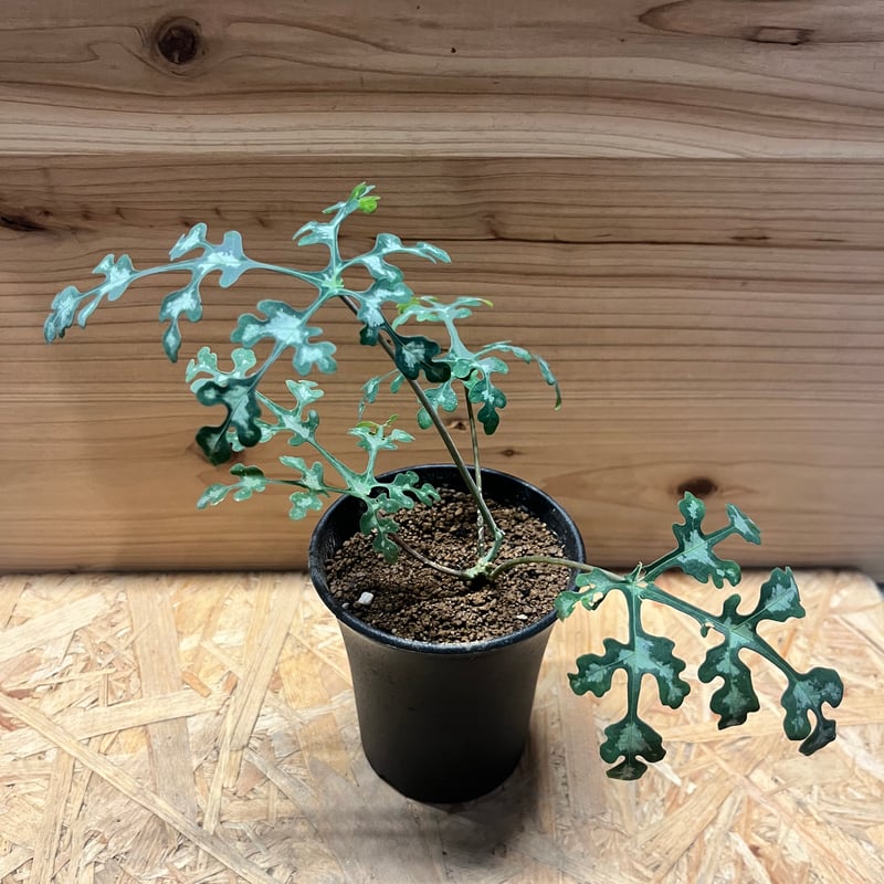 アデニア ペリエリ | GREEN LUCK