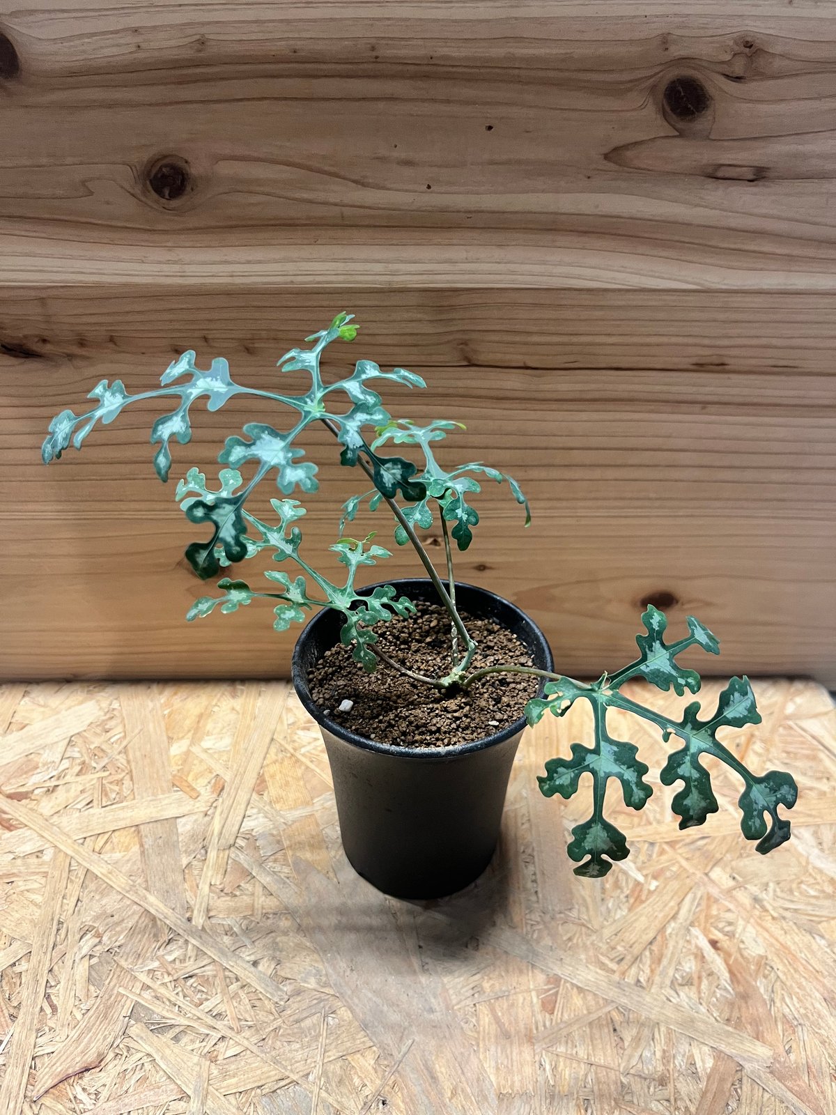 【現地株】アデニア　ペリエリ アデニア・ペリエリ（Adenia perrieri）の育て方・栽培記録 – ゆるぷ