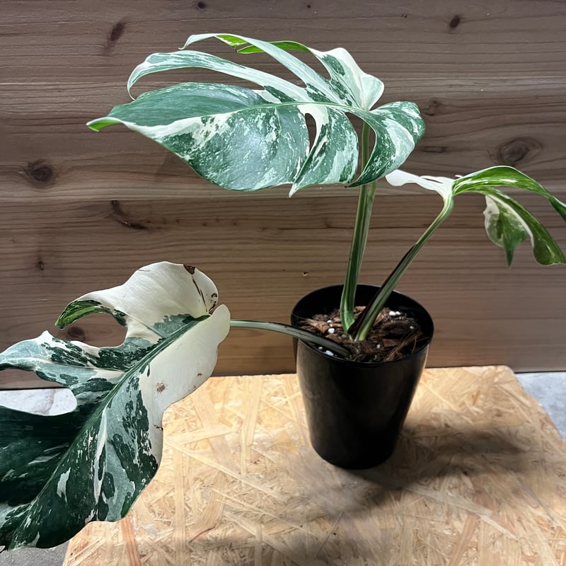 斑入りモンステラ ボルシギアナ ホワイトタイガー | GREEN LUCK
