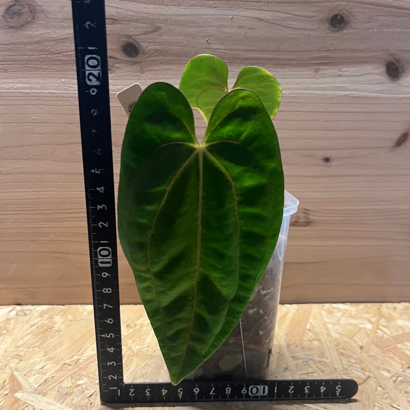 アキラ　美❗️アンスリウム レッド ダークフェニックス 株分 🌱Anthurium 'Red Dark Phoenix' 🌱 original division from Mr