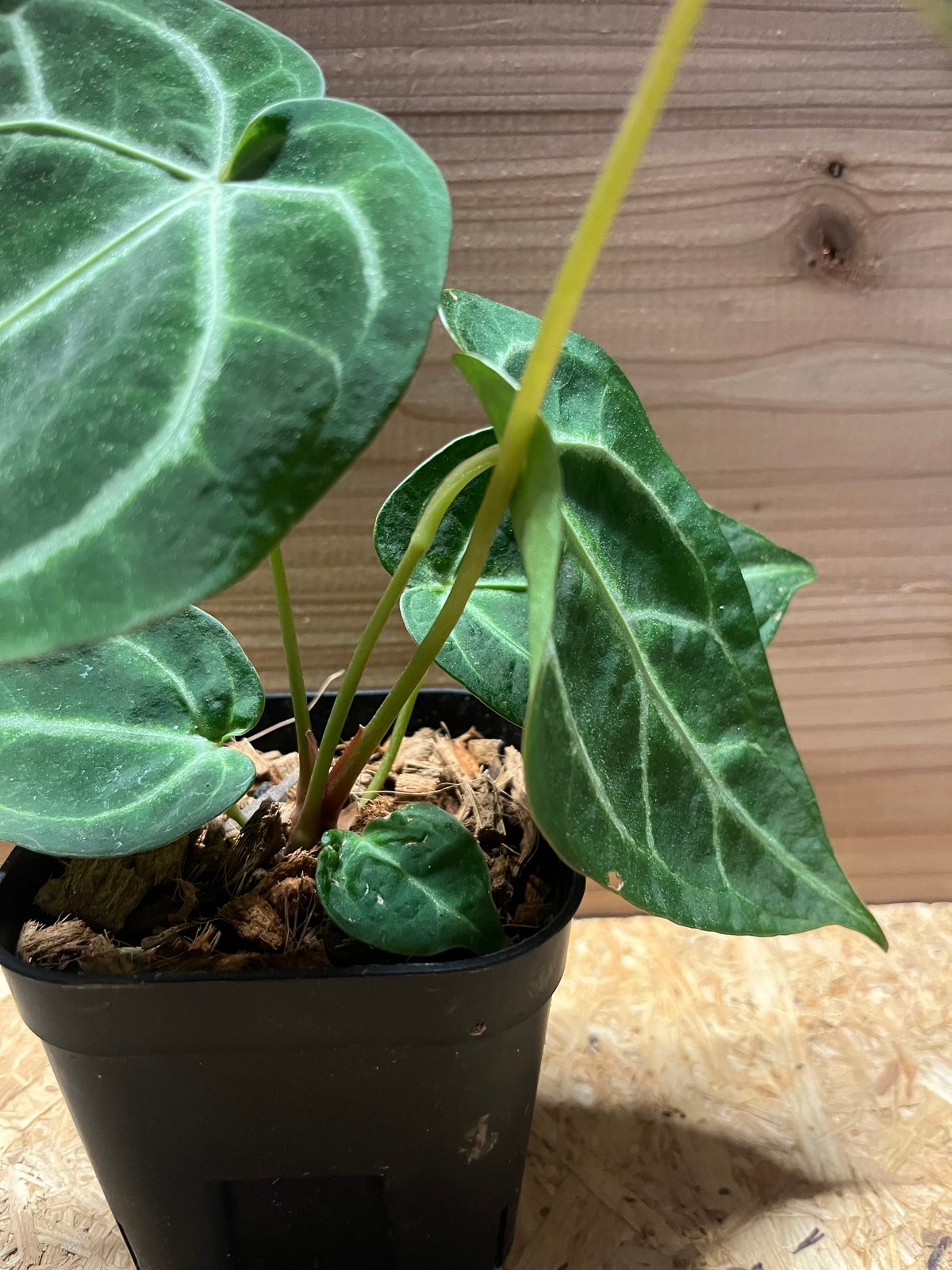 アンスリウム マグニフィカム | GREEN LUCK