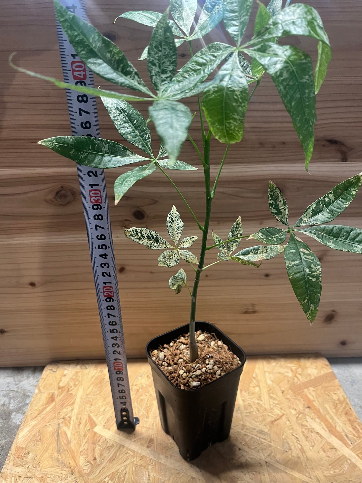 な*る様 パキラ 極斑 新芽 フルムーン 実生 な*る様 パキラ 極斑 新芽 フルムーン 実生 【公式通販】