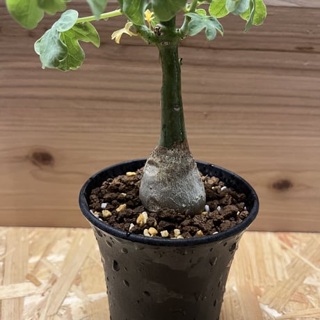 アデニア　グラウカ　幻蝶かずら