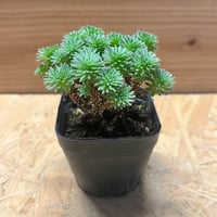 アガベ チタノタ バトルアックス | GREEN LUCK