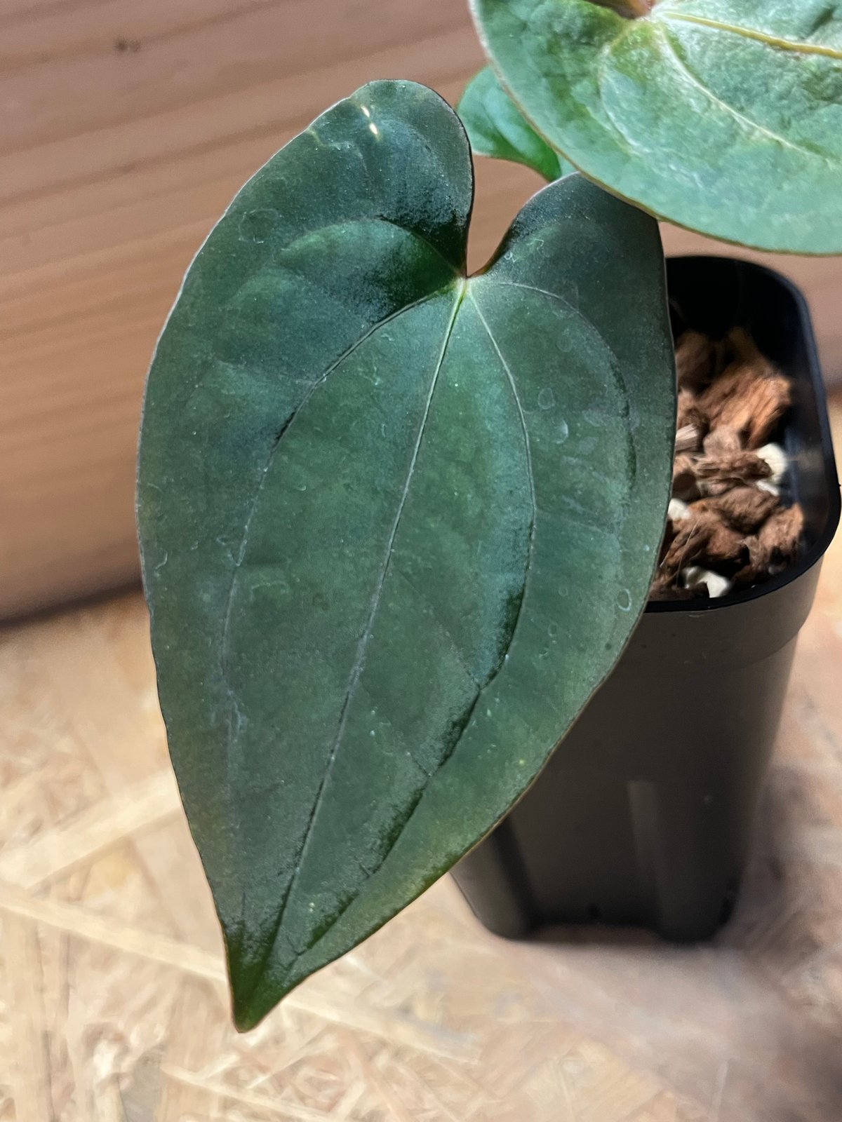 アンスリウム パピリラミナム【Guna Yala】×レッドダークフェニックス