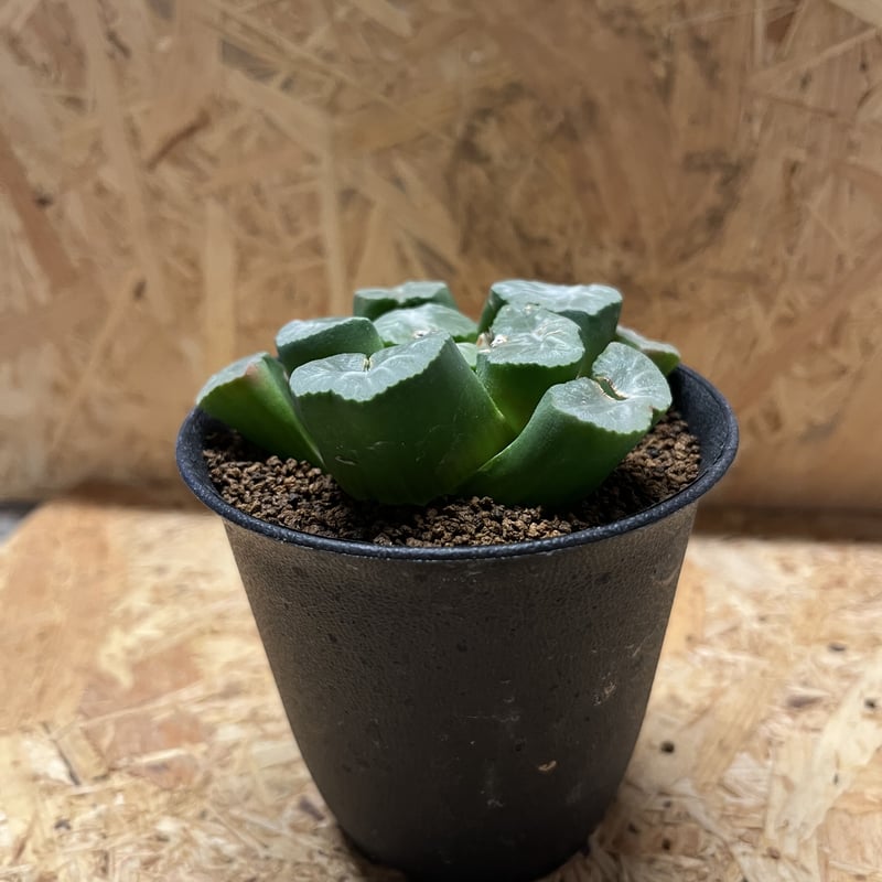 ハオルチア 万象 | GREEN LUCK