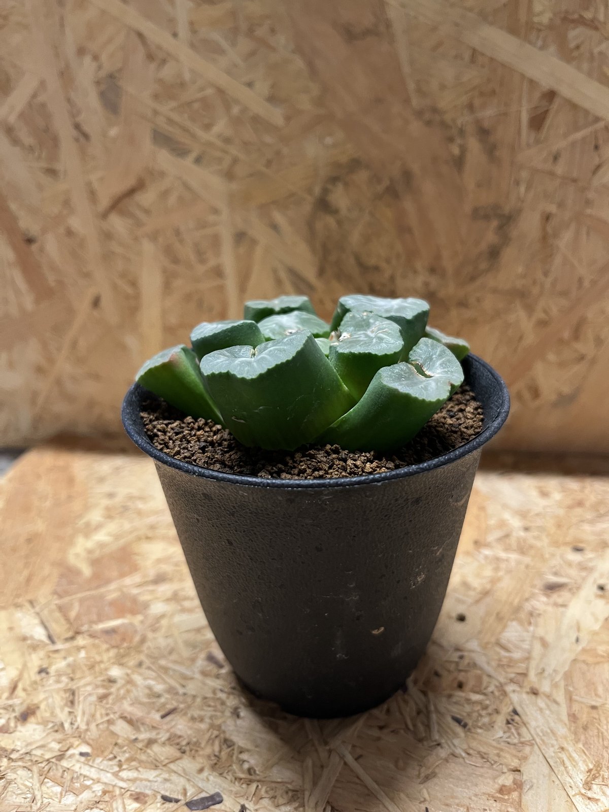ハオルチア 万象 多肉植物 ハオルチア 万象 白妙 親木 - 多肉植物 