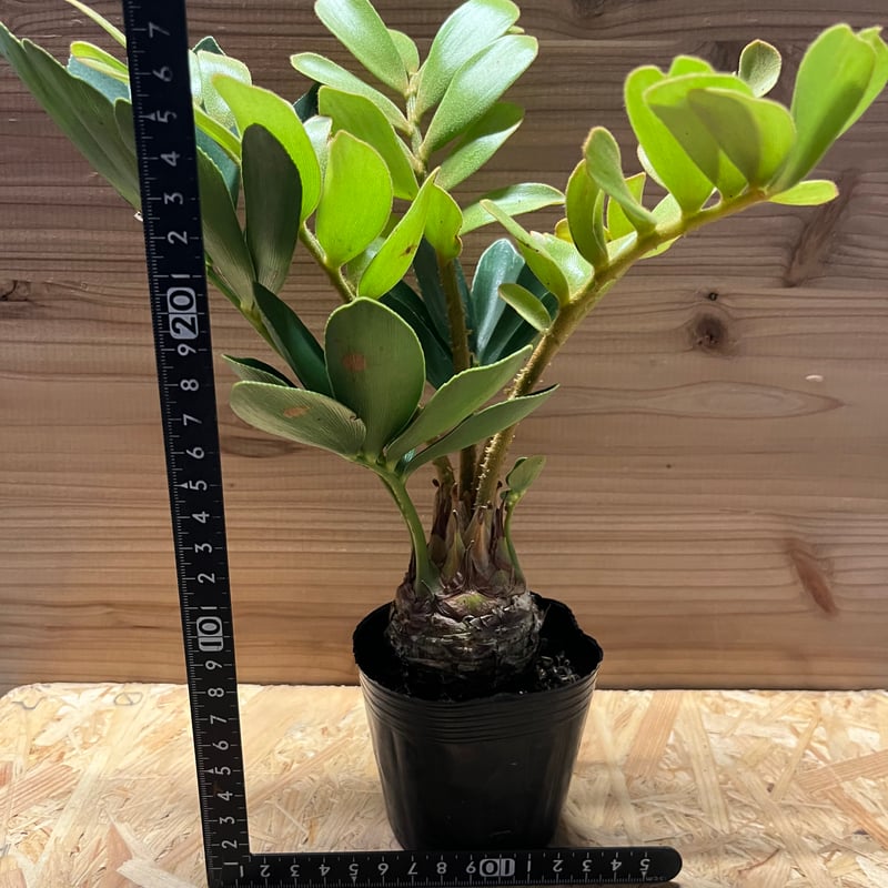 ザミア フルフラセア | GREEN LUCK