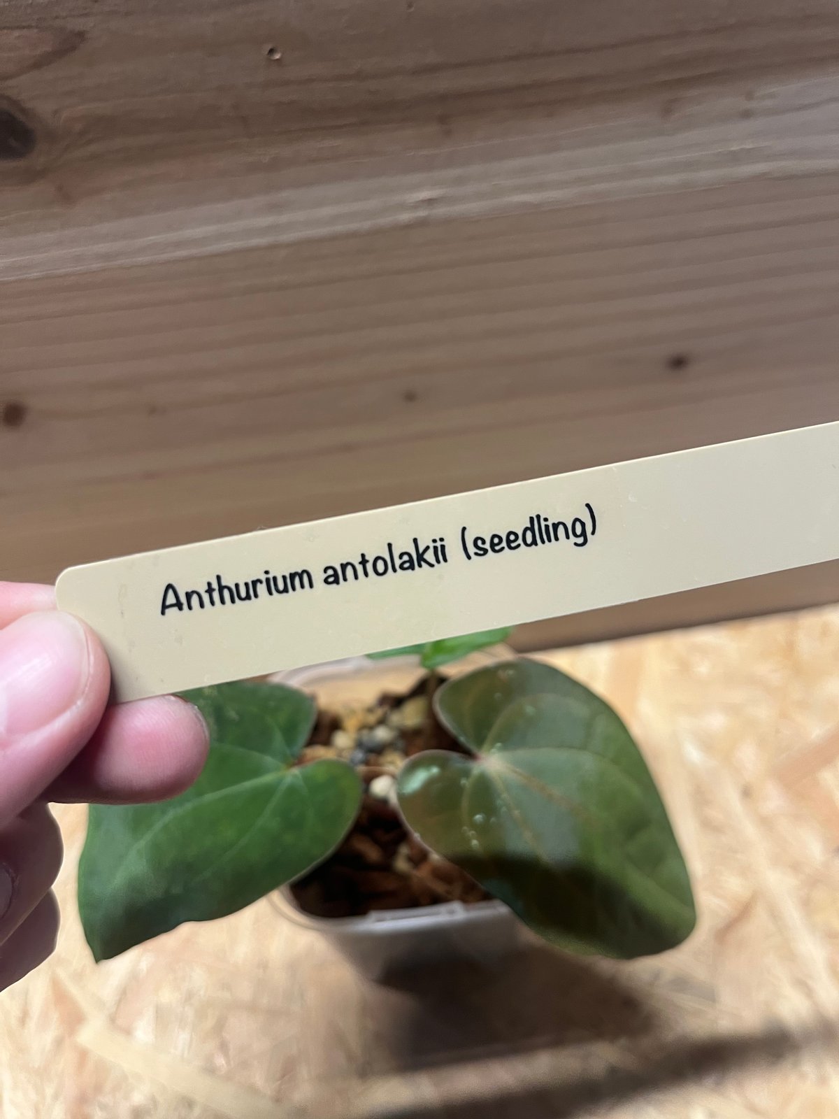 アンスリウム アントラキー シーディング | GREEN LUCK