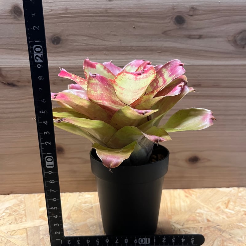 ネオレゲリア マーブルニック | GREEN LUCK