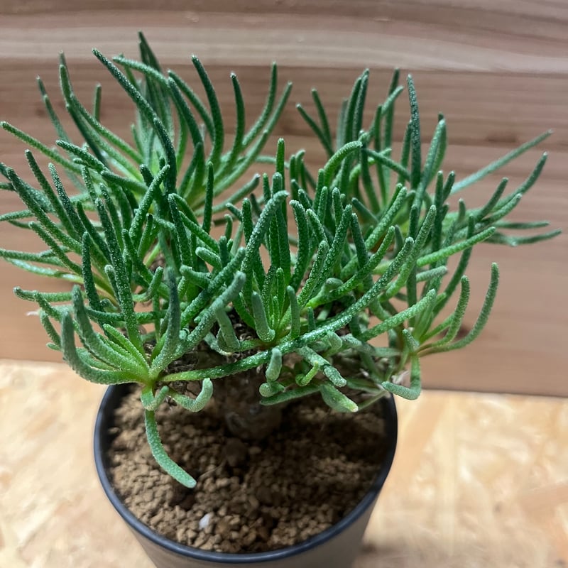 フィロボルス レスルゲンス | GREEN LUCK