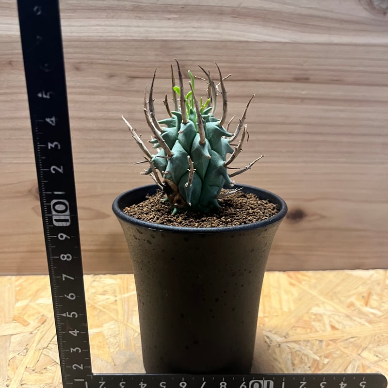 希少 限定1株 ユーフォルビア スコエンランディ子吹き 闘牛角 ユーフォルビア スコエンランディ 