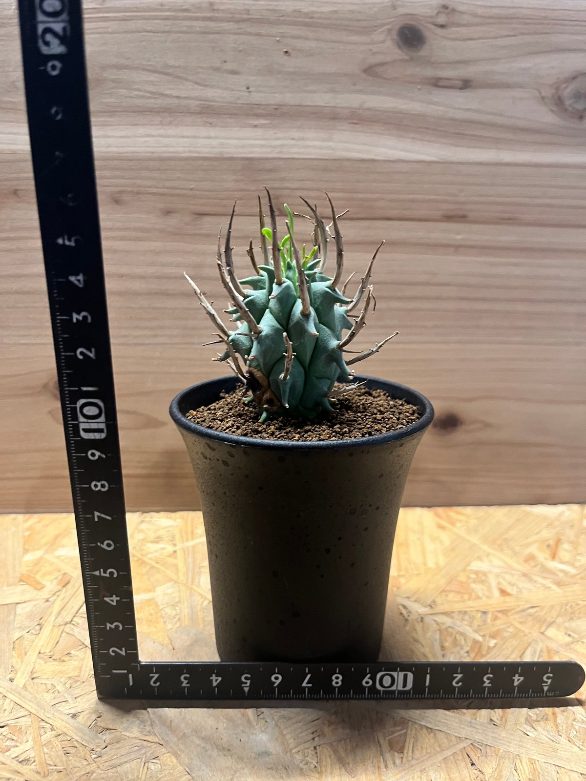 闘牛角　スコエンランディ　現地球 ユーフォルビア スコエンランディ 