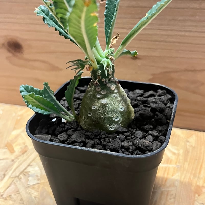 ドルステニア ラブラニー | GREEN LUCK