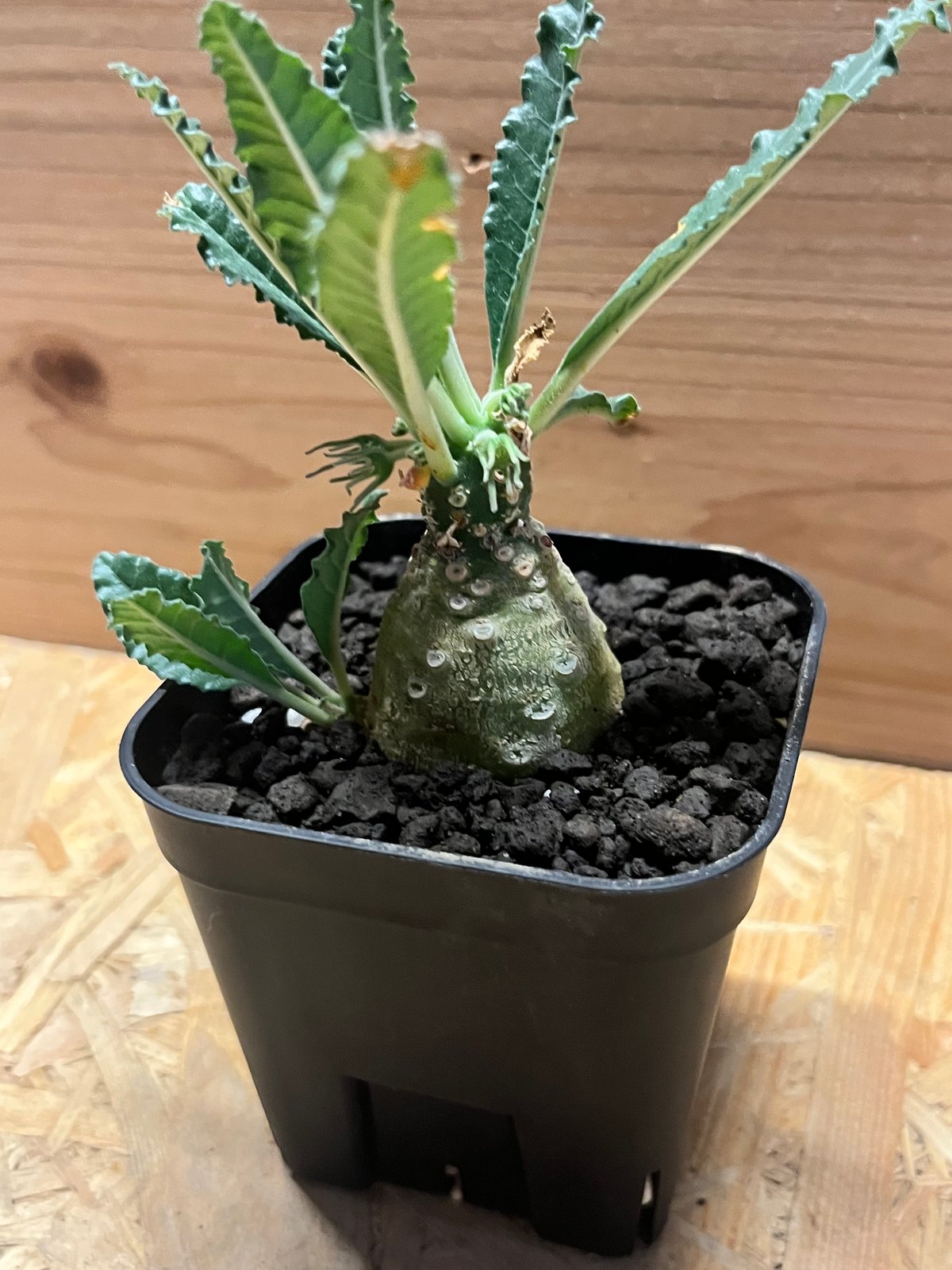 ドルステニア ラブラニー 【高さ20cm】 ドルステニア ラブラニー 【高さ20cm】 ドルステニア ラブラニー