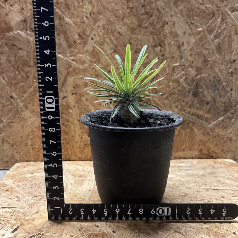 パキポディウム グラキリス　実生 パキポディウム グラキリス 実生／Pachypodium gracilius no.