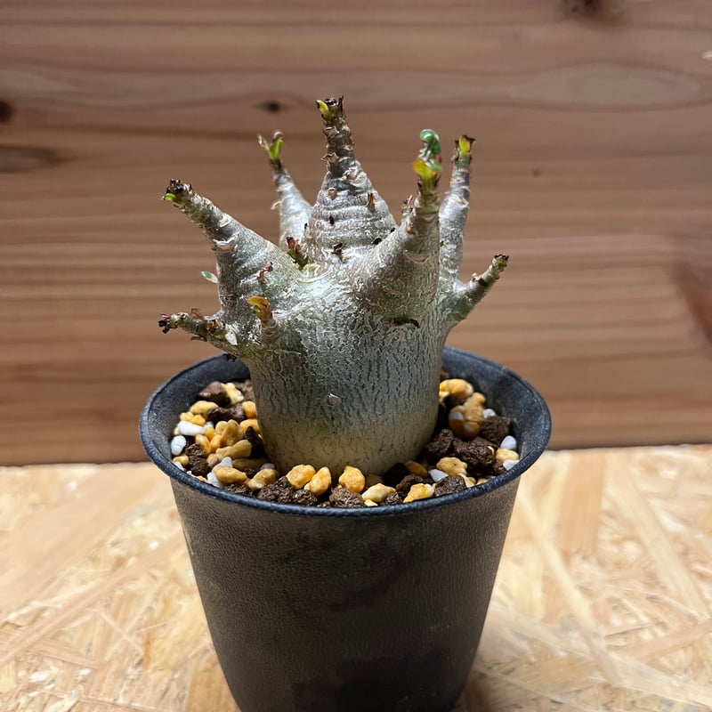 アデニウム アラビカム スーパードワーフ | GREEN LUCK