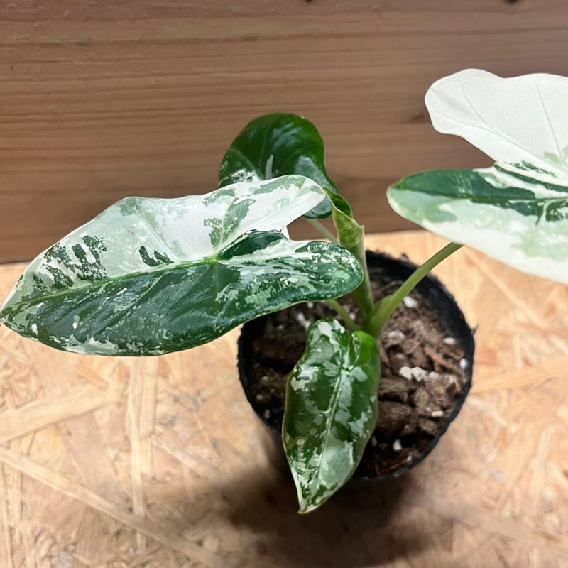 アロカシア グリーンベルット 斑入り | GREEN LUCK