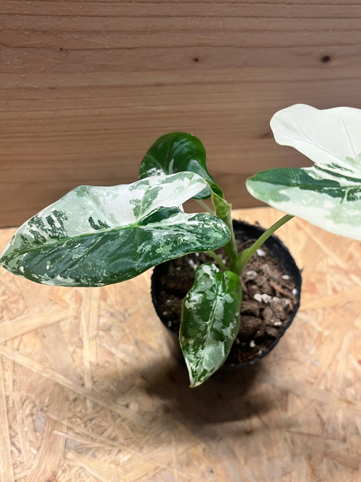 アロカシア グリーンベルット 斑入り | GREEN LUCK