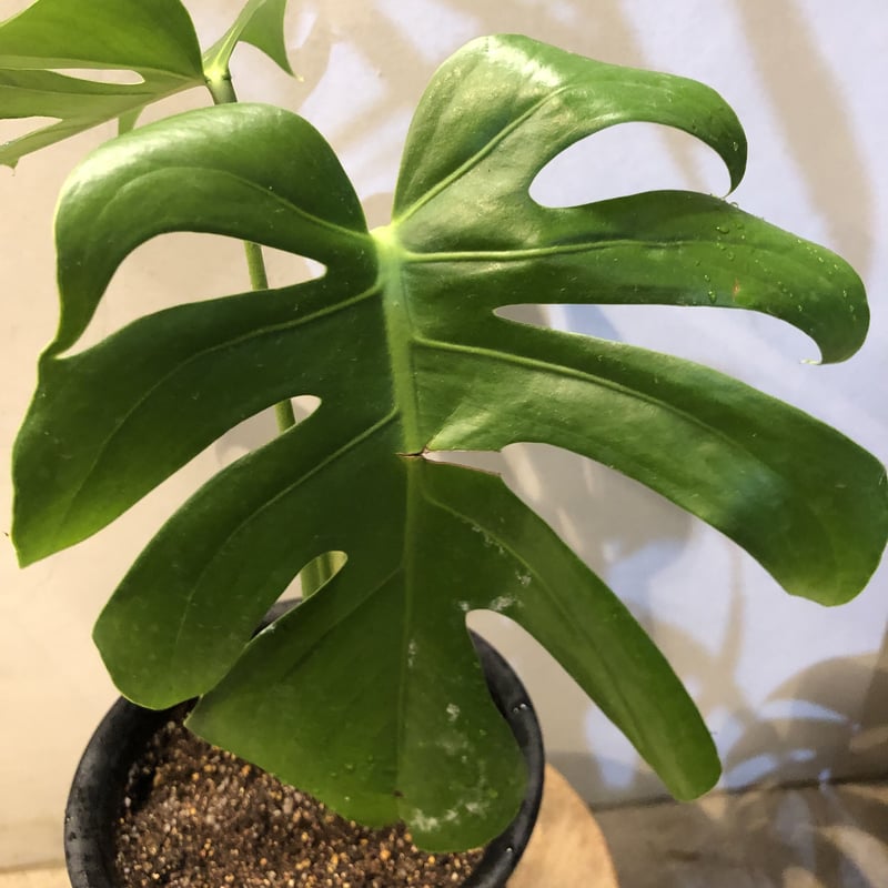 モンステラ デリシオーサ コンパクタ | GREEN LUCK