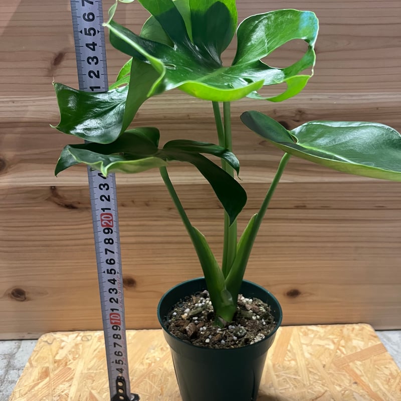 モンステラ デリシオーサ 実生 癖あり | GREEN LUCK