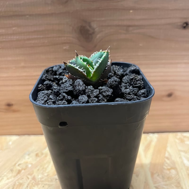アガベチタノタ アガベ・チタノタ ネームド図鑑 AGAVE TITANOTA NAMED ARCHIVES